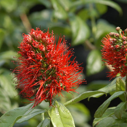 Bees Plant Hub Thailand Powderpuff (Combretum constrictum) Rare Flowering Live Plant