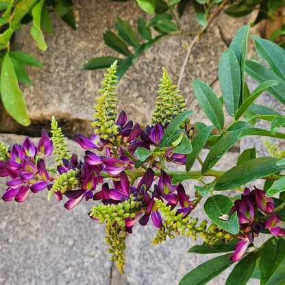Chinese Evergreen Wisteria / Wisteriopsis reticulata/  Millettia reticulata Live flowering Plant