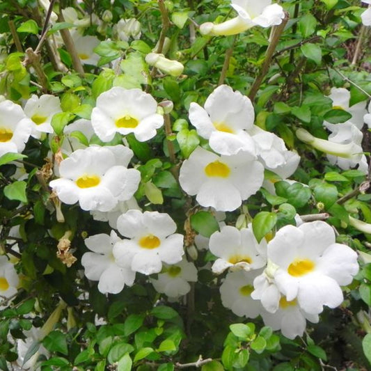 Bees Plant Hub Thunbergia Erecta White All Time Flowering Live Plant