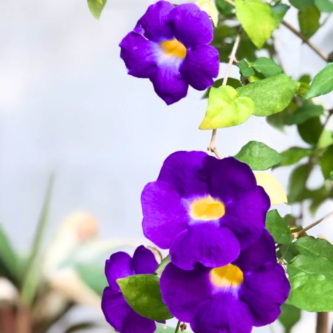 Bees Plant Hub Thunbergia Erecta Blue / Bush Clock Vine All Time Flowering Live Plant