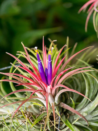 Bees Plant Hub Tillandsia Ionantha Red Blooming Size (Air Plant)