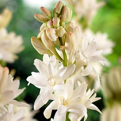 Bees Plant Hub Tuberose (Sampangi) All Time Flowering Fragrant Live Plant - Multi Petal