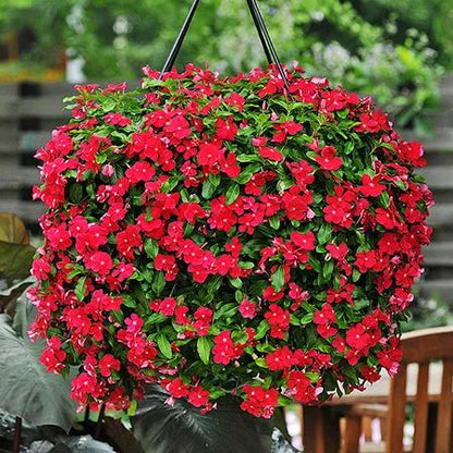 Red Hanging Vinca Plant – Beautiful Trailing Flowering Plant