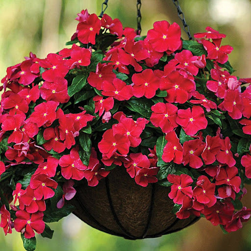 Red Hanging Vinca Plant – Beautiful Trailing Flowering Plant