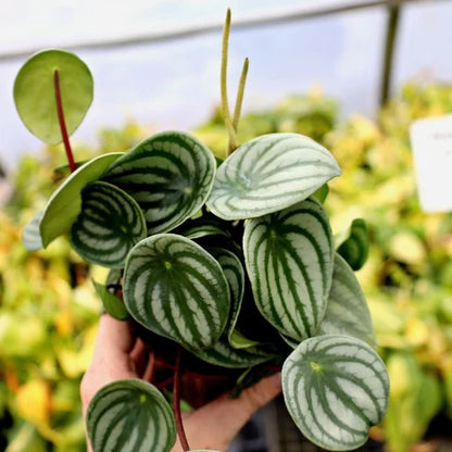 Bees Plant Hub Watermelon Peperomia Indoor / Outdoor Live Plant
