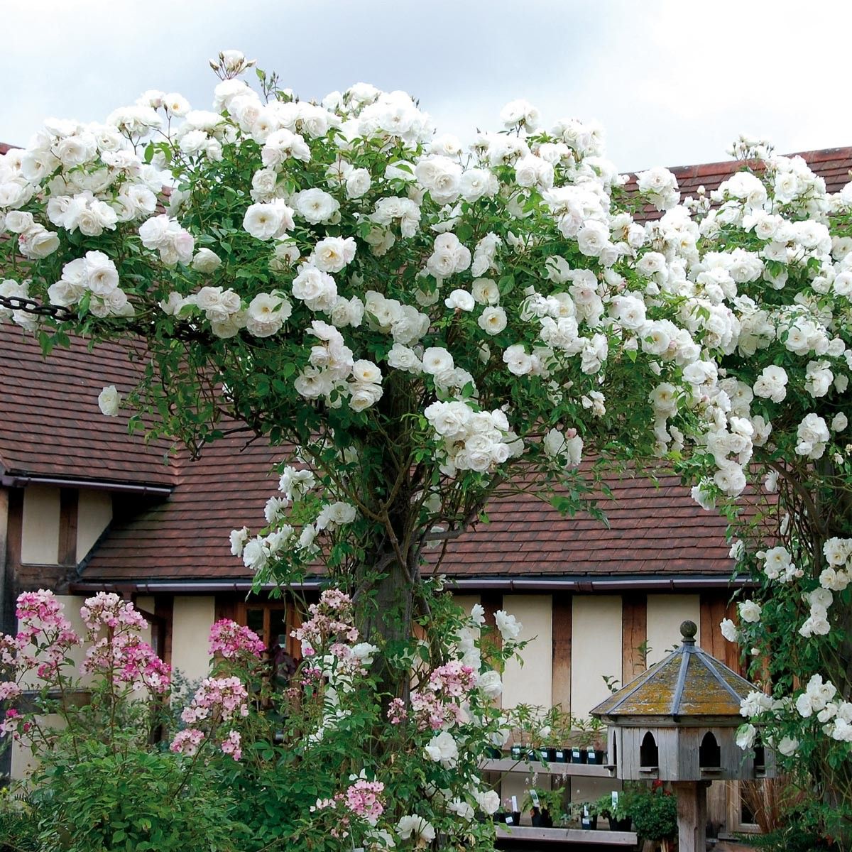 White Creeper/ Climbing Rose Live Plant