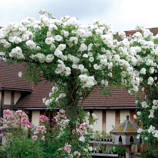 White Creeper/ Climbing Rose Live Plant