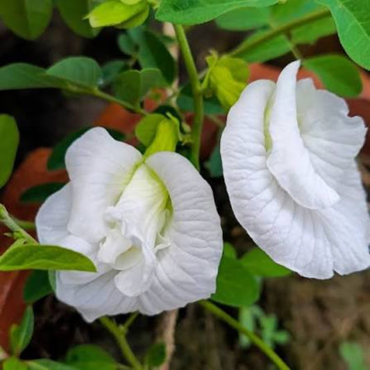 Bees Plant Hub White Butterfly Pea Vine Multi Petal (Clitoria ternatea) Rare Flowering Live Plant