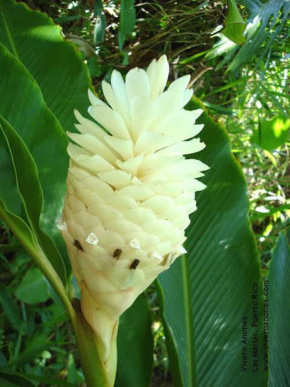Bees Plant Hub Alpinia Ginger Red, Pink and White Combo Flowering Live Plant