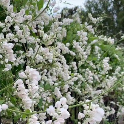 Bees Plant Hub White Coral Vine (Antigonon leptopus 'Alba') Rare All Time Flowering Live Plant