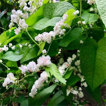 Bees Plant Hub White Coral Vine (Antigonon leptopus 'Alba') Rare All Time Flowering Live Plant