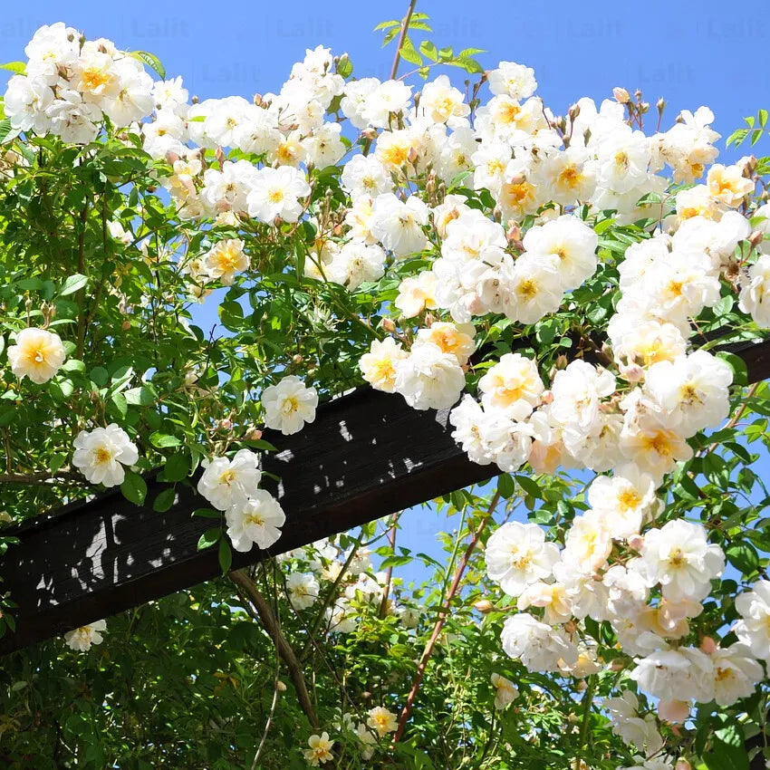 Bees Plant Hub Red, White & Pink Creeper/ Climbing Rose Combo Live Plant