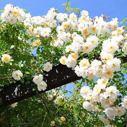 Bees Plant Hub Red, White & Pink Creeper/ Climbing Rose Combo Live Plant