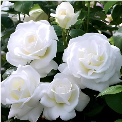 Bees Plant Hub White Rose Grafted Live Plant