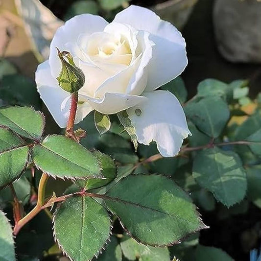 Bees Plant Hub White Grandiflora Rose Grafted Flowering Live Plant