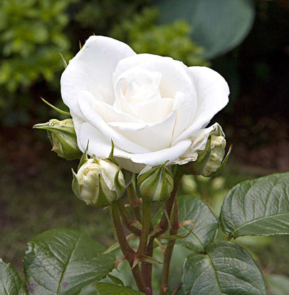 Bees Plant Hub White Grandiflora Rose Grafted Flowering Live Plant
