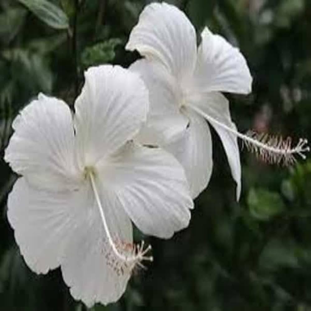 Bees Plant Hub Hibiscus White Desi - Flowering Plant