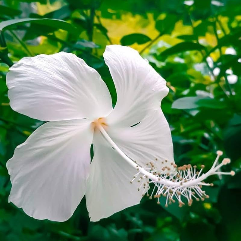 Bees Plant Hub Hibiscus White Desi - Flowering Plant