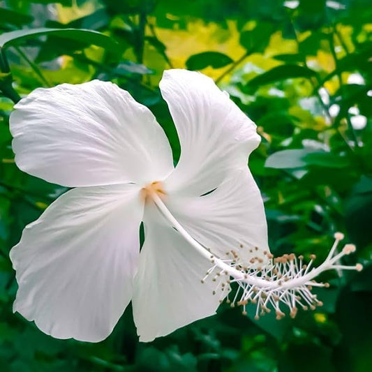 Bees Plant Hub Hibiscus White Desi - Flowering Plant