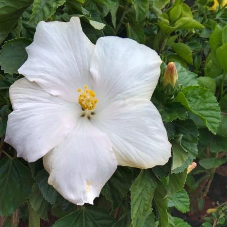 Bees Plant Hub Hibiscus White Hybrid - Flowering Plant