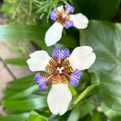 Bees Plant Hub White Walking Iris Flowering Live Plant