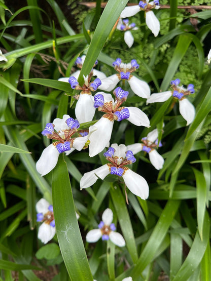 Bees Plant Hub White Walking Iris Flowering Live Plant