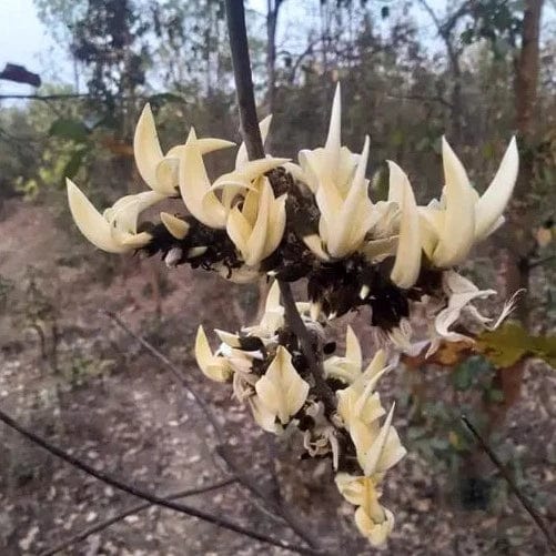 Yellow, Red & White Palash Combo All Time Flowering Layered Live Plants