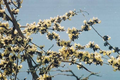 White Palash (Butea Monosperma) Layered Live Plant