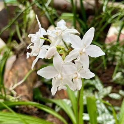 Bees Plant Hub Spathoglottis plicata White Ground Orchid
