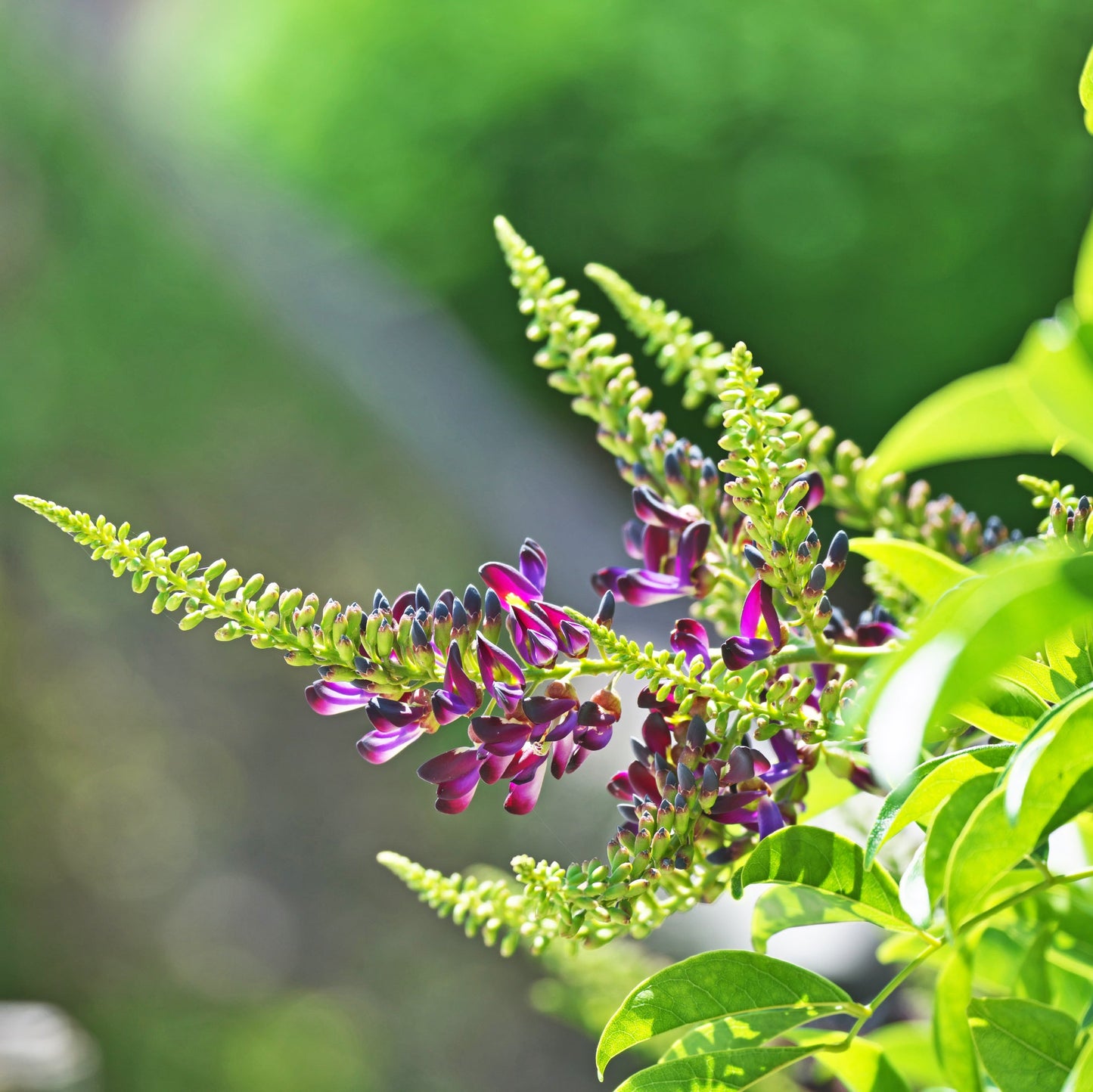 Chinese Evergreen Wisteria / Wisteriopsis reticulata/  Millettia reticulata Live flowering Plant