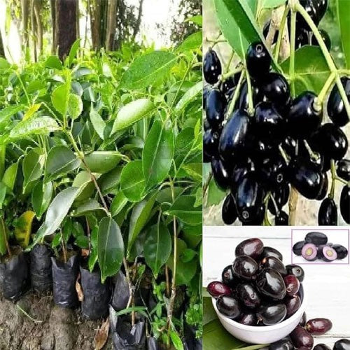 Rohini Nakshatra Trees (Black Jamun (Syzygium cumini) Live Plant)