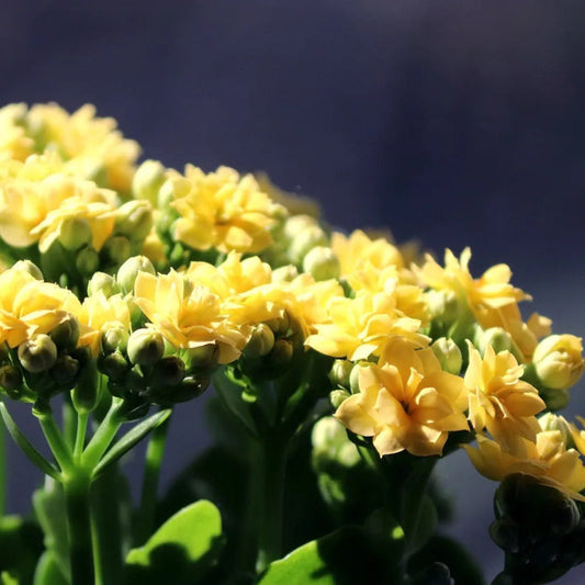 Bees Plant Hub Yellow Kalanchoe (Blossfeldiana) All Time Flowering Live Plant