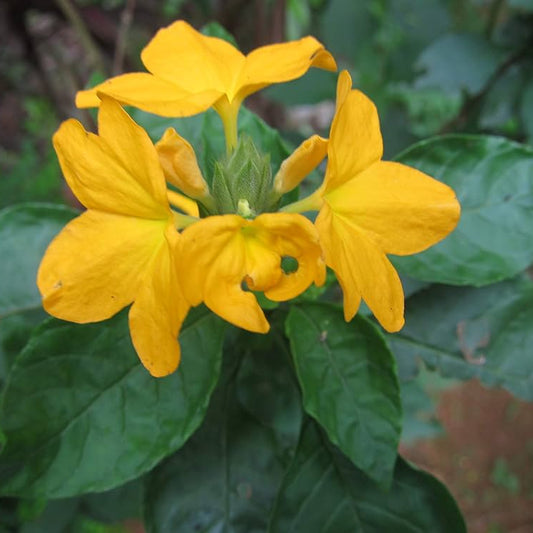 Crossandra Yellow (Kanakambaram) All Time Flowering Live Plant