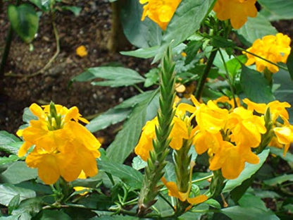 Crossandra Yellow (Kanakambaram) All Time Flowering Live Plant