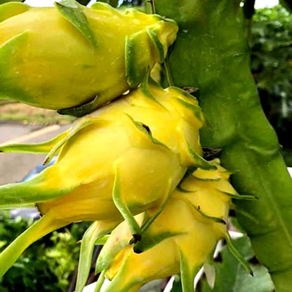 Bees Plant Hub Israel Yellow Dragon Fruit Live Plant
