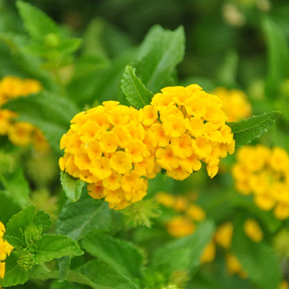 Bees Plant Hub Lantana Yellow (Tick Berry) All Time Flowering Live Plant