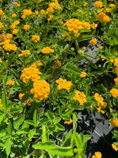 Bees Plant Hub Lantana Yellow (Tick Berry) All Time Flowering Live Plant