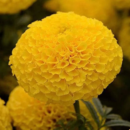 Bees Plant Hub Yellow Marigold (Tagetes erecta) All Time Flowering Live Plant