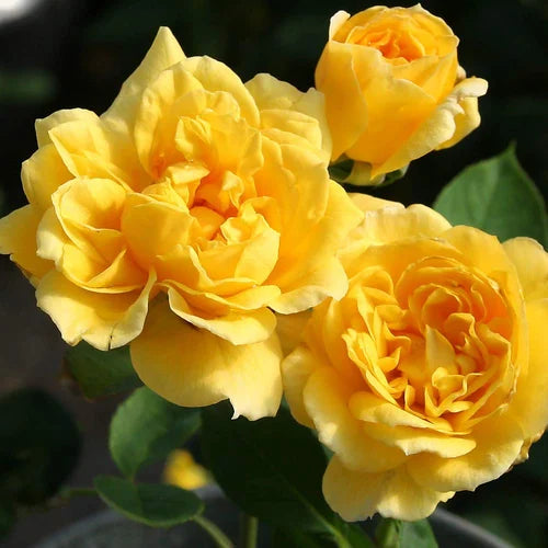 Bees Plant Hub Yellow Rose Grafted Live Plant
