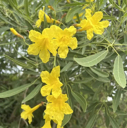 Bees Plant Hub Tree of Gold/Silver Trumpet Tree (Tabebuia aurea) Live Plant