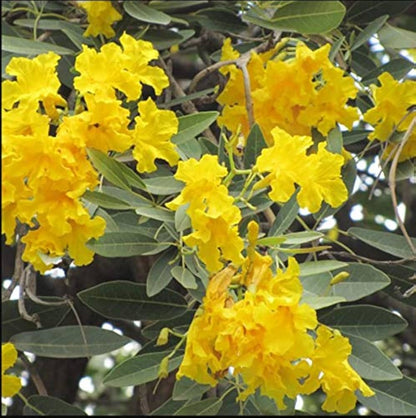Bees Plant Hub Tree of Gold/Silver Trumpet Tree (Tabebuia aurea) Live Plant