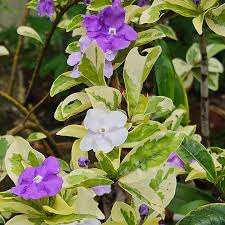 Varigated Yesterday Today Tommorrow (Brunfelsia pauciflora) Flowering Live Plant
