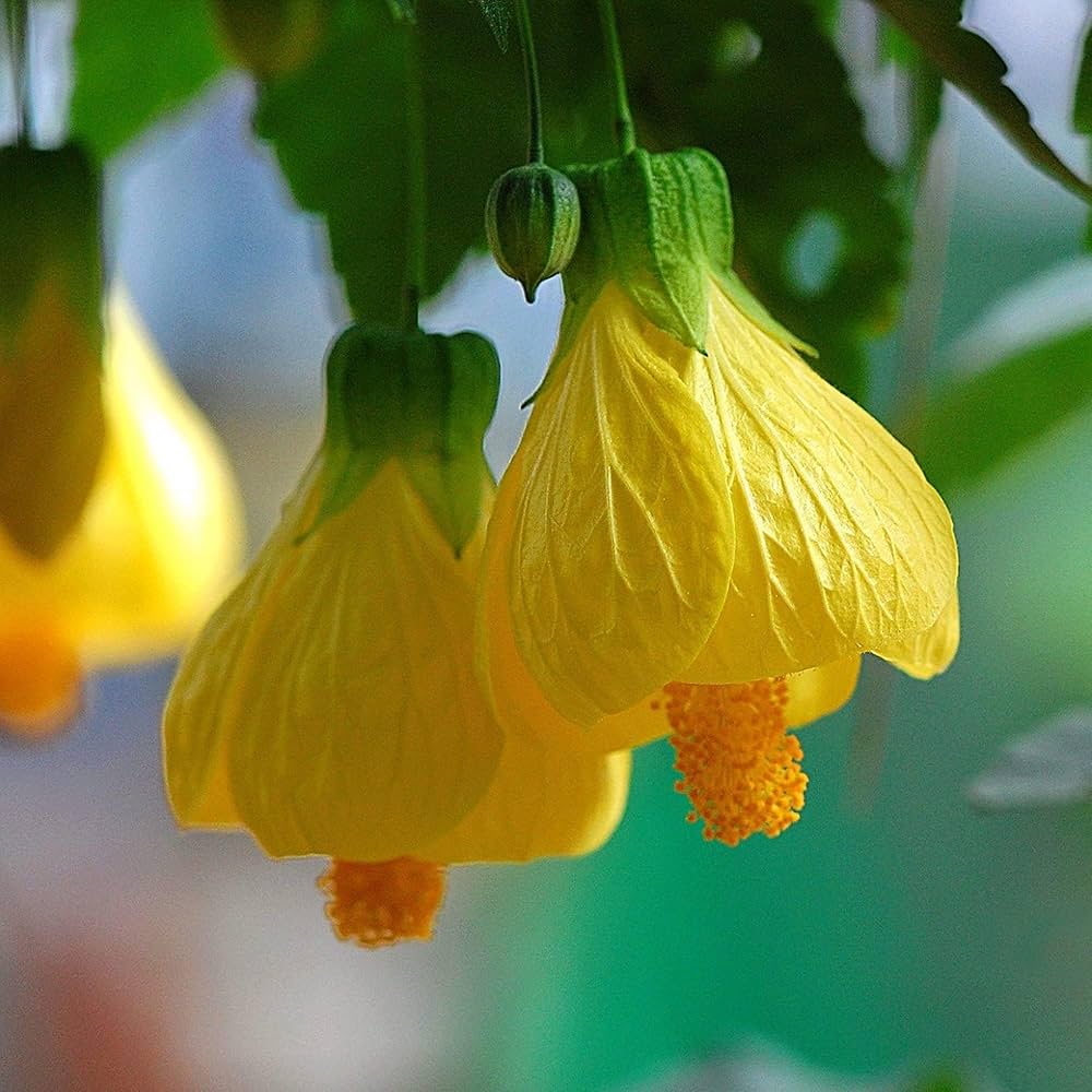 Bees Plant Hub Yellow Lantern Hibiscus Flowering Live Plant